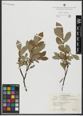 Foto von Salix hastata L.